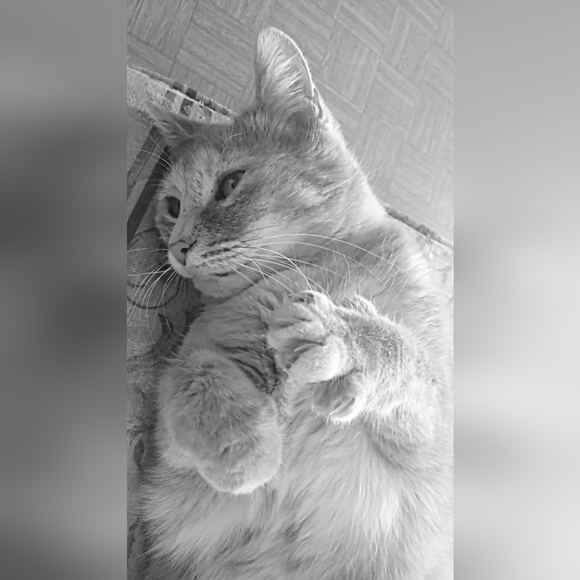 Meet your Posher, Michelle - Picture 5 of 14